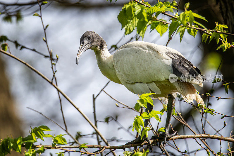 白色朱鹭(Threskiornis moluccus)